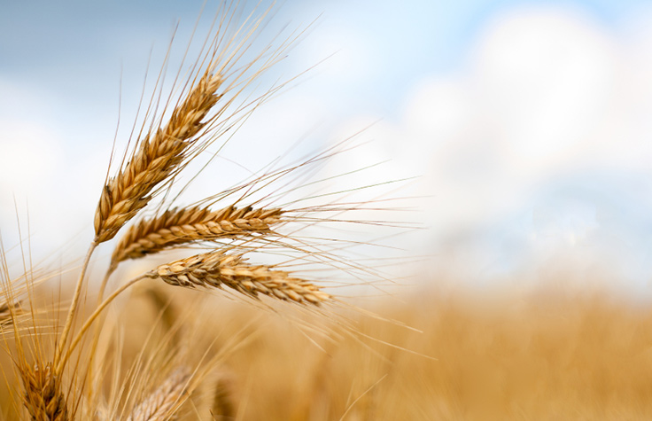 Next Generation Plant and Animal Breeding