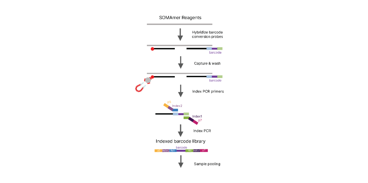 lllumina Protein Prep NGS conversion chemistry
